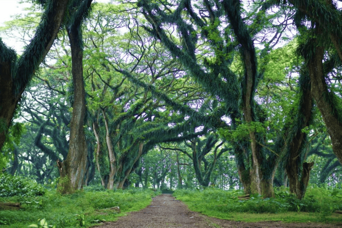 Hutan De Djawatan
