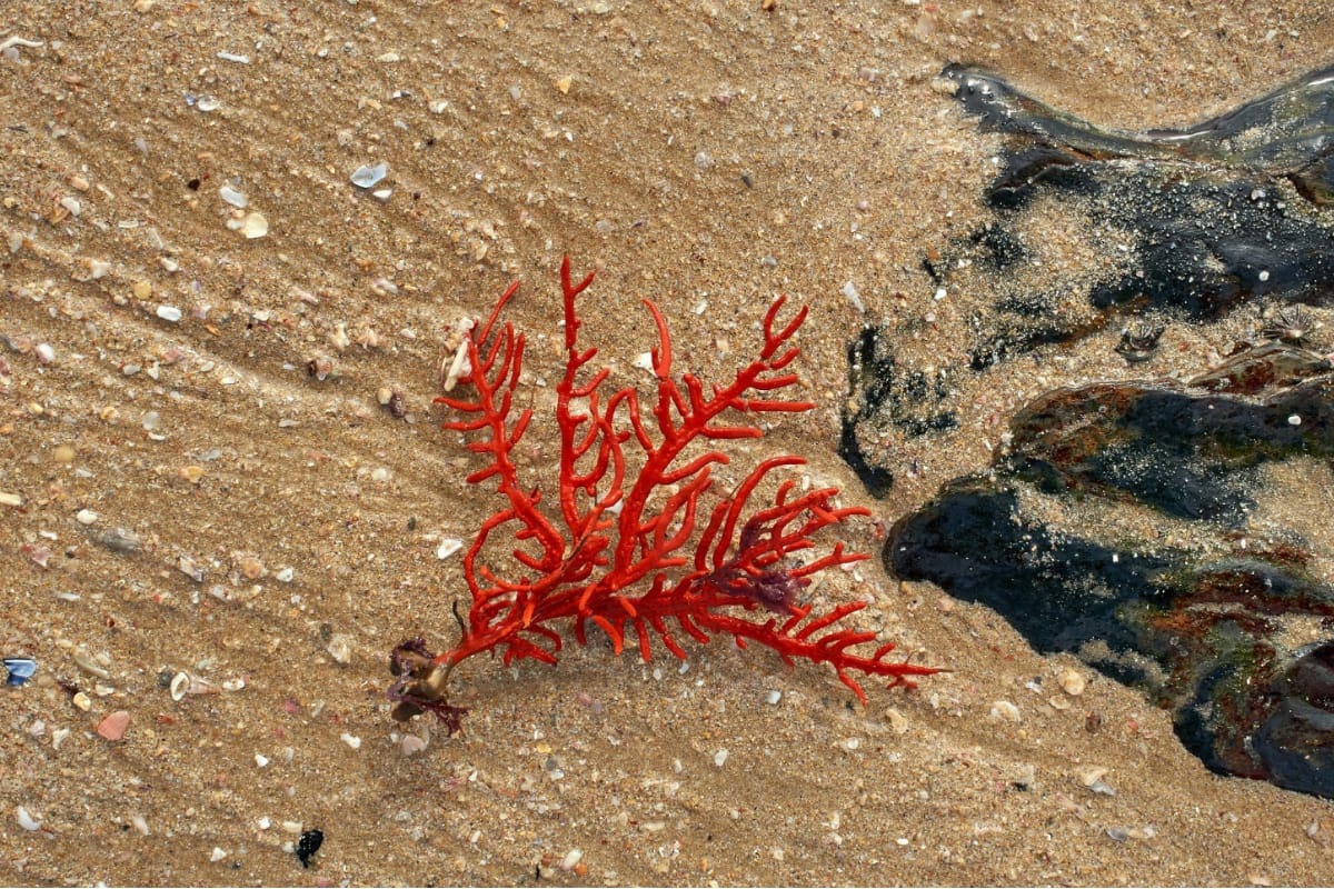 Rumput Laut Merah. Source: Unsplash By Wolfgang Hasselmann