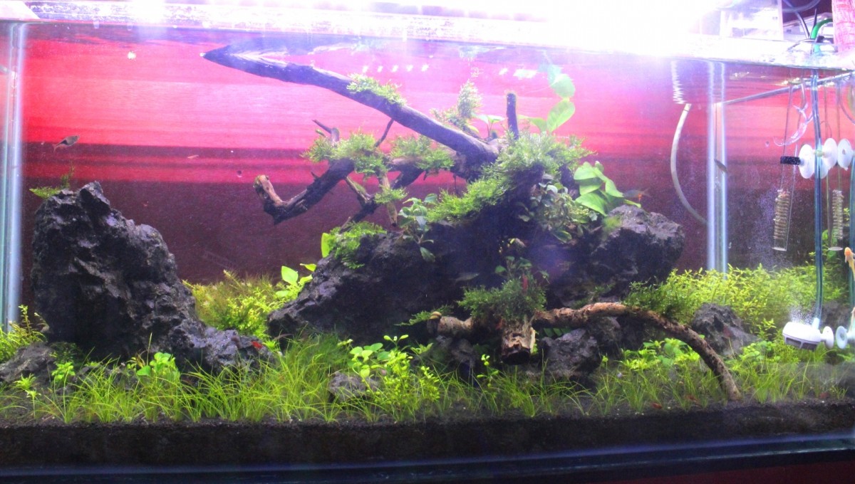 Hasil aquascape Edi